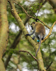 Vervet Monkey, Uganda
