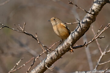 A female Daurian redstart. Passeriformes Muscicapidae. It is a migratory bird often seen in winter in Japan.