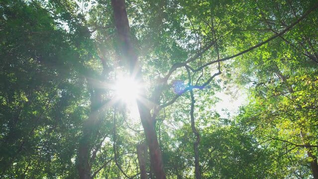 Trees spring,summer,autumn,forest. Sky through trees. Looking up tree perspective sky. Tree tall row silhouette sky. Low angle sun shines through foliage. Video 4K footage slog3 422 10bit.