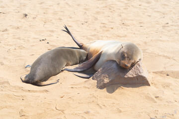 Seal or sea lion. Wildlife animal in forest field in safari conservative national park in Namibia,...