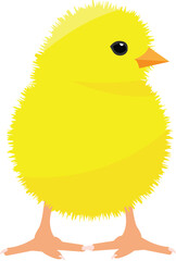 Chick vector image or clip art