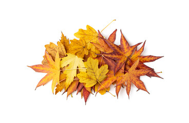 Autumn leaf pile isolated. Colored autumn tree leaves, yellow orange foliage, fall leaf heap