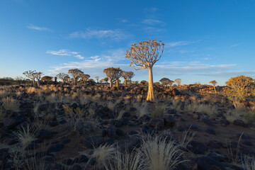 The Quiver Trees. Dry trees in forest field in national park in summer season in Namibia, South...