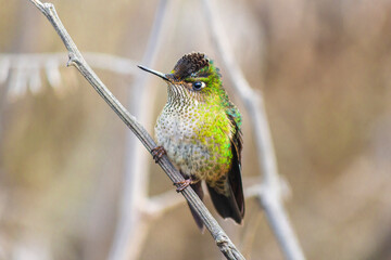 Colibrí Chileno © Alberto Diaz