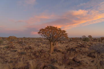 The Quiver Trees. Dry trees in forest field in national park in summer season in Namibia, South Africa. Natural landscape background.