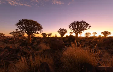 Gardinen The Quiver Trees. Dry trees in forest field in national park in summer season in Namibia, South Africa. Natural landscape background. © tampatra