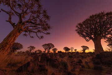 The Quiver Trees. Dry trees in forest field in national park in summer season in Namibia, South...