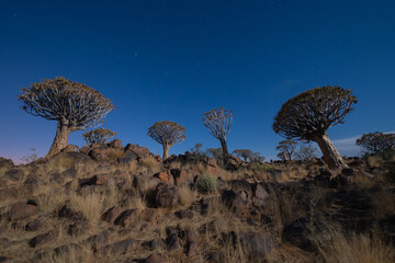 The Quiver Trees. Dry trees in forest field in national park in summer season in Namibia, South...