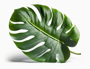 Fresh tropical monstera leaf isolated on white background. Generative AI