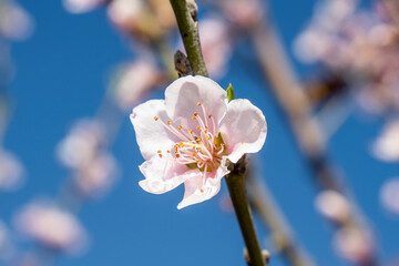Peach blossom in spring, close-up of beautiful pink flowers