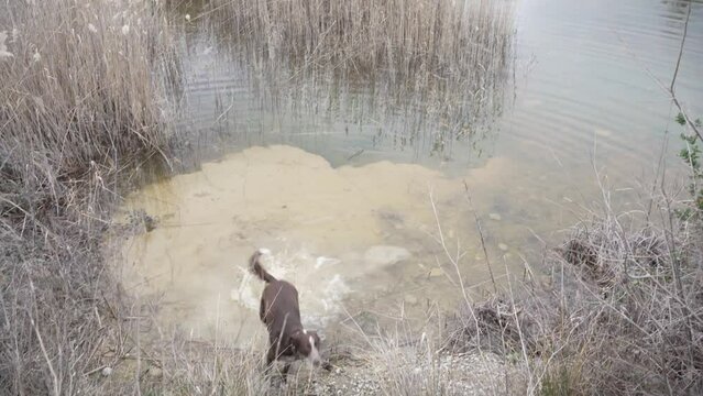 Happy dog coming out of water pond, enjoying nature, out of the water and up the slope towards the camera. Mix of podenco and braco
