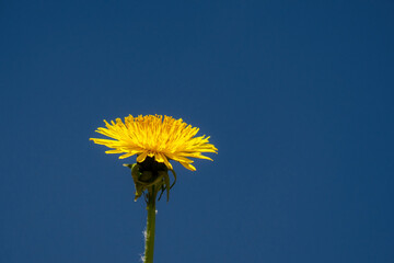 yellow dandelion flower on blue sky background, closeup of photo