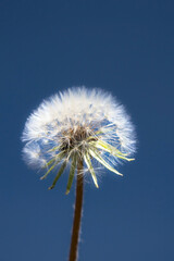 Dandelion flower on blue sky background. Taraxacum officinale