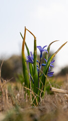 Enchanting Blooms: Captivating Beauty in Every Petal