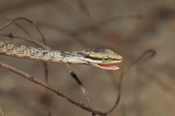 Southern Vine Snake (Thelotornis capensis)
