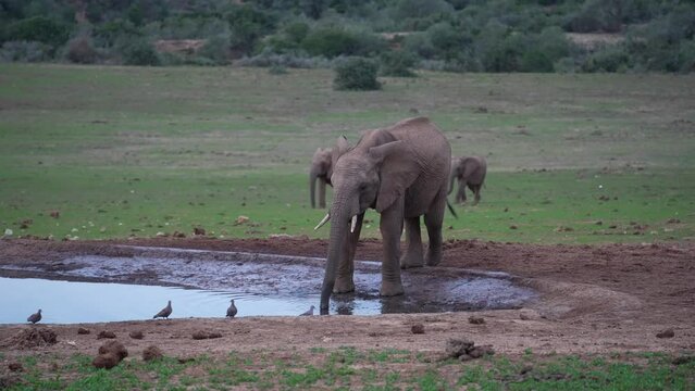 African elephant drinking at waterhole