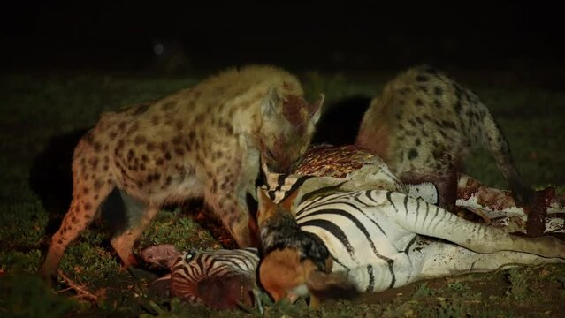 Hyenas eating a zebra at night