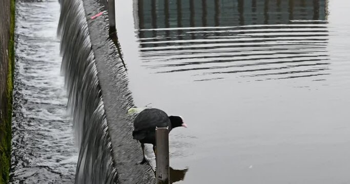 Eurasian coot (Common coot) resting near to Kings Cross and St Pancreas, London, United Kingdom
