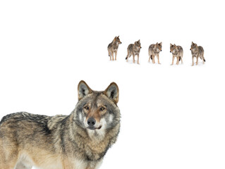 Naklejka premium Gray wolfs isolated on white background