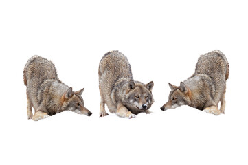 three wolves isolated on white background