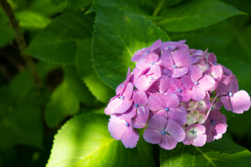 Fototapeta premium 東京、二子玉川公園のあじさいの花