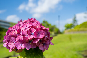 二子玉川公園のあじさいの花、青空背景