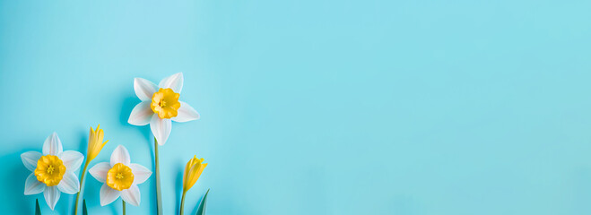 Spring easter background with top view of daffodils bouquet on light blue background with copy space