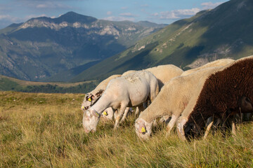 Šar Mountains: Stunning Photography of Rugged Peaks and Pristine Landscapes