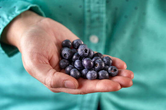Close up portrait of hand of fresh blueberries.