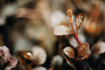 Newborn fresh leaves