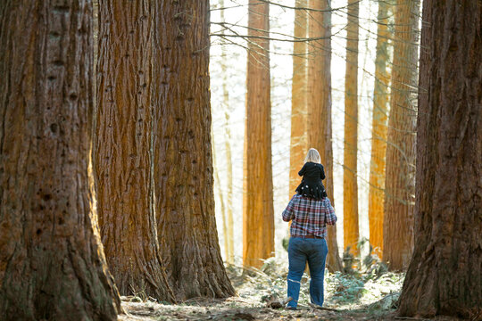 Father carries his daughter through the forest on his shoulders