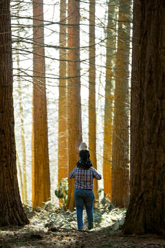 Father carries his daughter through the forest on his shoulders