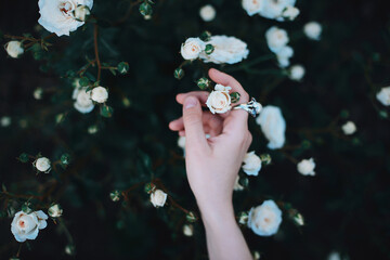 Woman hand touching white roses