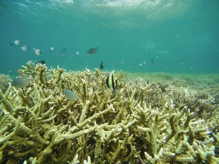 Fototapeta na wymiar Shot of coral reef surrounded by fish, background the turquoise sea.