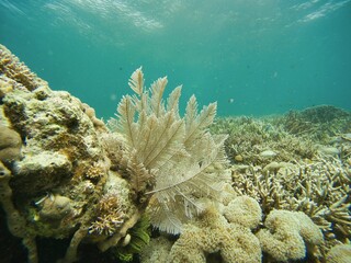 Shot of a coral reef surrounded by fish, in focus a white soft coral, background the turquoise sea.