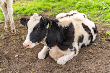 Naklejka na ściany i meble Cow resting on the farm.