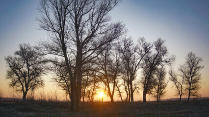 Fototapeta na wymiar The sun behind the trees in the morning