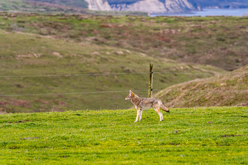Coyote (Canis latrans) standing in the meadow, Point Reyes, California