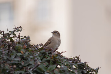 sparrow bird