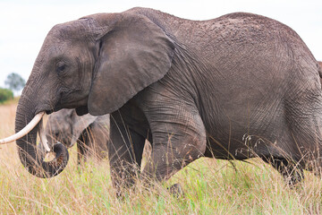 Naklejka na ściany i meble Big African bush elephant (Loxodonta africana) grazing in the savannah in Tarangire National Park, Tanzania.