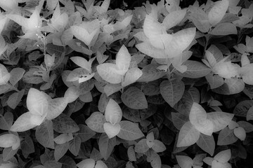 Closeup Black and white bright  leaves in garden ,infrared style