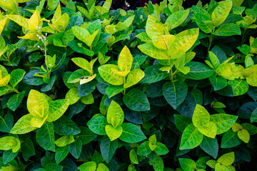 Closeup bright green leaves in garden