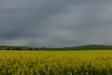 Canola field