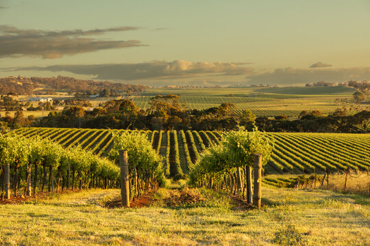 Grape vines on rolling hills
