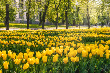 Springtime in the city of Kharkiv, Prospect Pravdy (Avenue of Truth) in the daytime