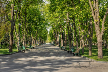 Green alley in the park. Kharkiv, Ukraine, Shevchenko city park - 578619871