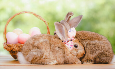 Easter bunny and Easter eggs on green grass outdoor, Cute rabbit sitting on green field spring meadow, Easter bunny hunt for festival on grass, Easter - Cute Bunny In Sunny Garden With Decorated Eggs
