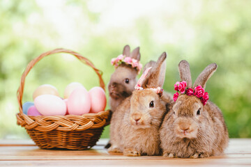 Easter bunny and Easter eggs on green grass outdoor, Cute rabbit sitting on green field spring meadow, Easter bunny hunt for festival on grass, Easter - Cute Bunny In Sunny Garden With Decorated Eggs