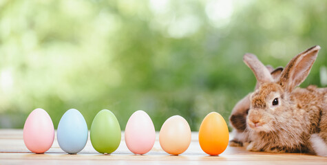Easter bunny and Easter eggs on green grass outdoor, Cute rabbit sitting on green field spring meadow, Easter bunny hunt for festival on grass, Easter - Cute Bunny In Sunny Garden With Decorated Eggs