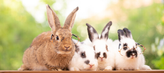Cute little brown furry rabbit sitting on wooden flooring looking away